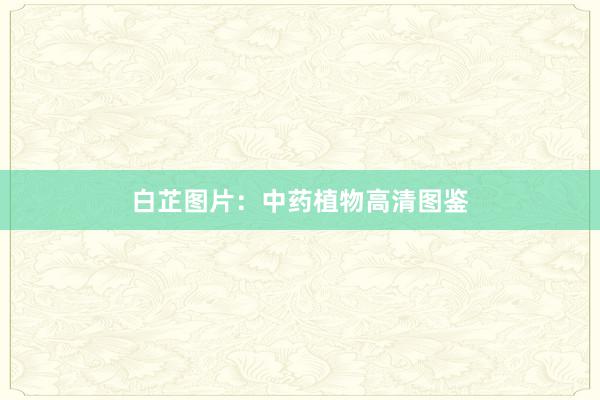 白芷图片：中药植物高清图鉴